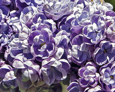 Lilac flowers in sunny with thin, translucent petals resemble Chinese porcelain tea cups.