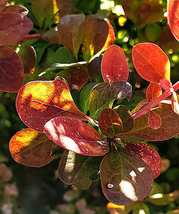 The play of light and shadow in the young leaves of the barberry