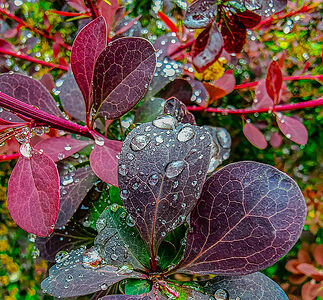 After the rain, drops of water in a pearl scattering showered the leaves of the barberry