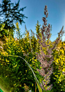 Against the background of the setting July sun, veynik’s panicles are elegant as a jeweler’s work
