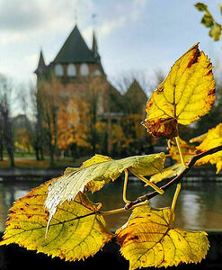 October leaves bask in the soft sunlight against the background of the Cathedral on the island of Kanta. Immanuel Kant rests against the wall of the cathedral. Daily morning walk. Kaliningrad.