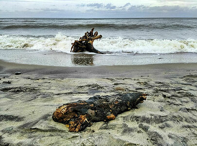 The storm in the Baltic is over. Fragments of long-dead trees are raised from the depths, like memories of past times.