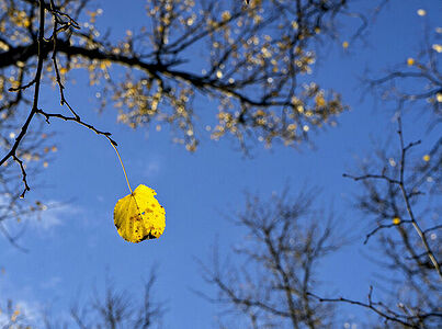 Осень добавила каплю желтого на синем холсте неба, как прощальный привет природе.  Скоро зима...